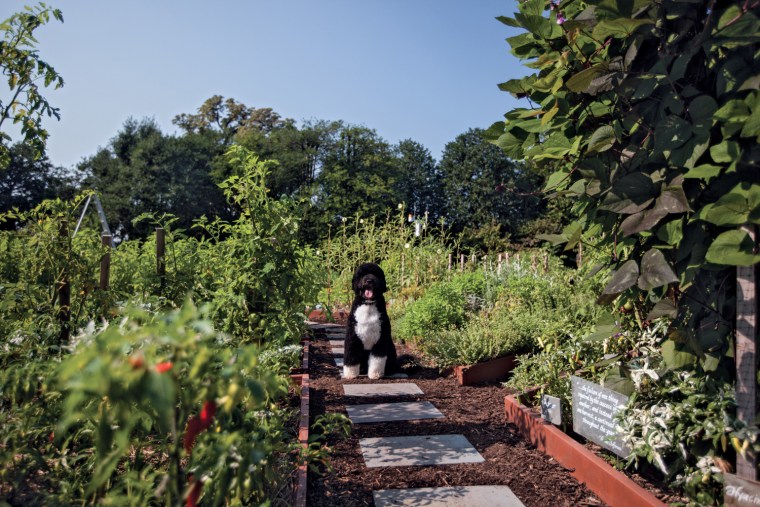 Bo basking in the garden in summer.