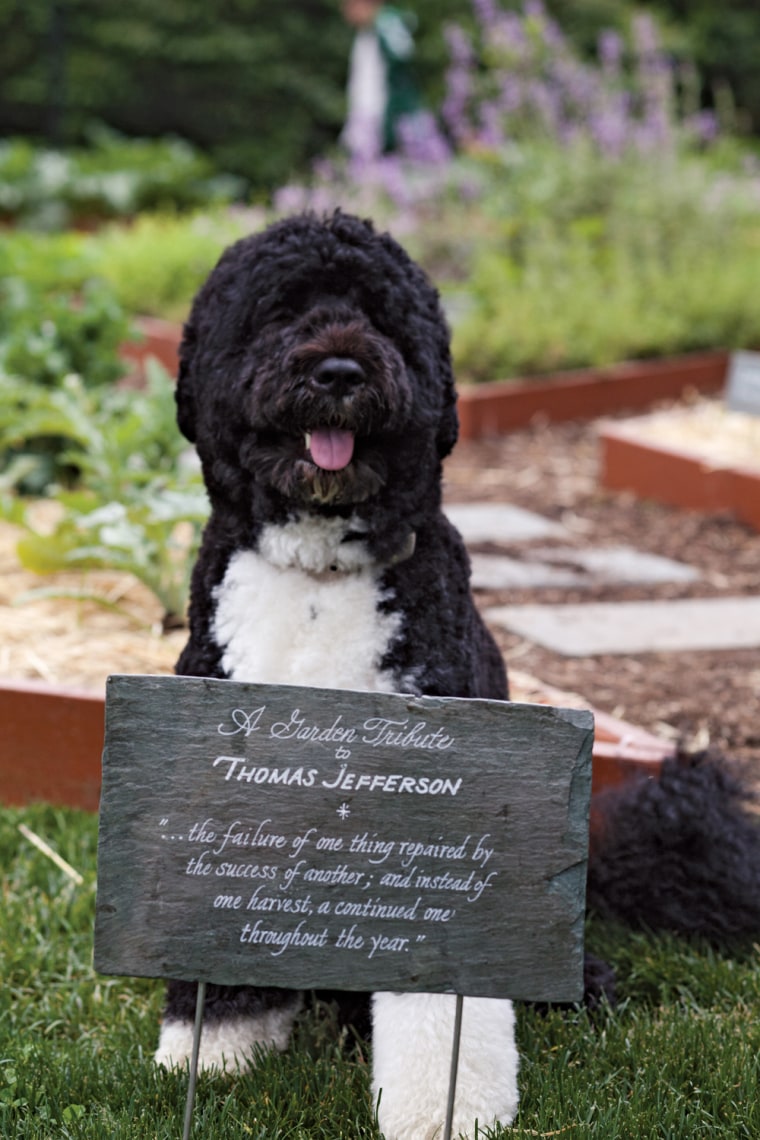 Bo likes to hang out around the Jefferson beds, which are grown from seeds Michelle Obama and her daughters collected from Thomas Jefferson's gardens in Virginia.