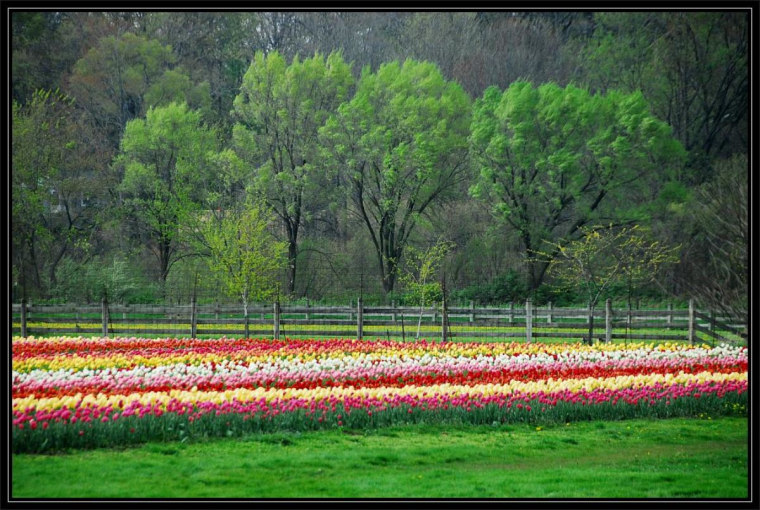 Tulip field in Holland, Mich.