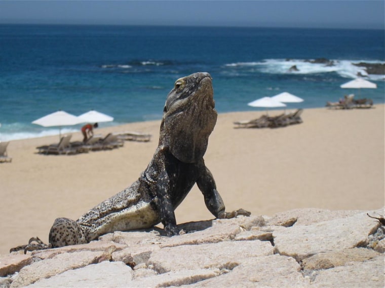 Cold-blooded sun bather in Cabo San Lucas, Mexico