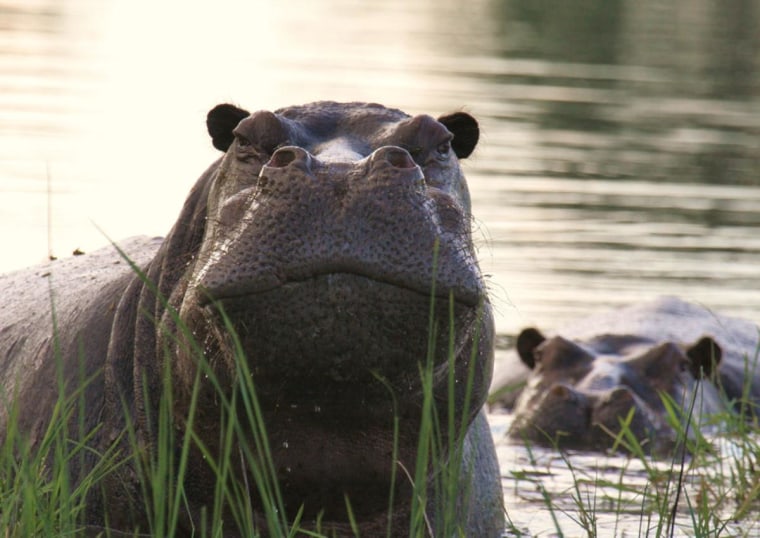 Hippopotamuses in Botswana