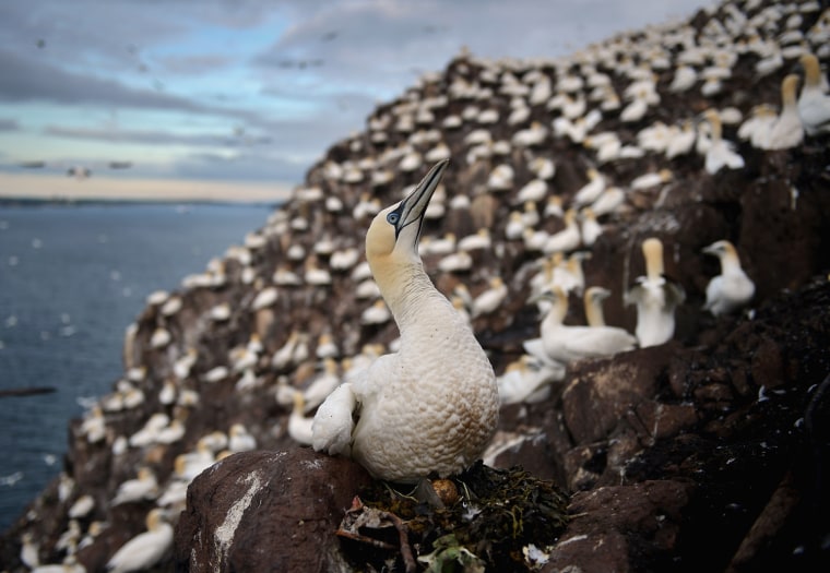 Gannets nest on Bass Rock in the Firth of Forth Monday, in Dunbar, Scotland.