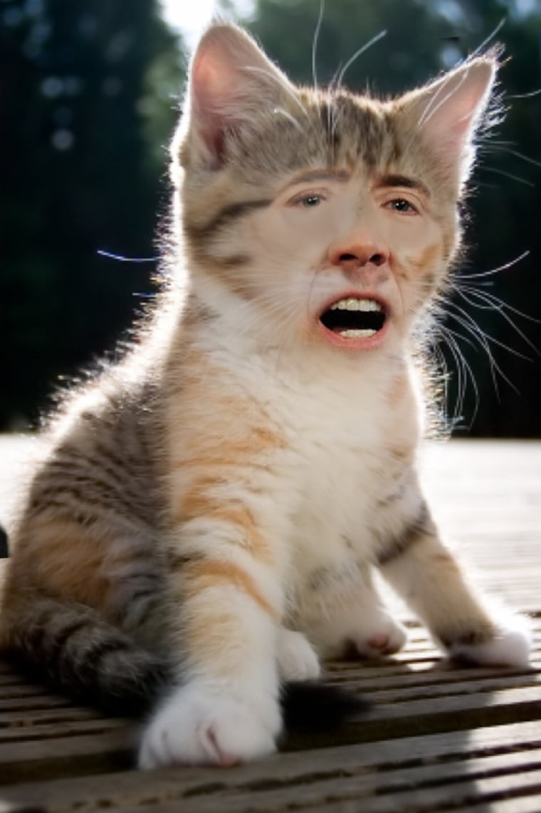 Cats With Nicolas Cage's Face