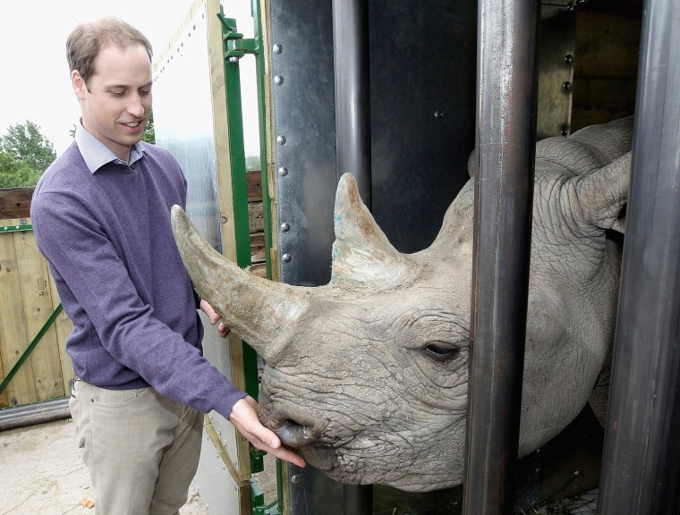 Prince William, Duke of Cambridge, feeds a 5-year-old black rhino called Zawadi on a visit to a wildlife park in Kent on June 6. Zawadi and two other captive-born black rhinos were sent to Mkomazi National Park in Tanzania to breed and help boost the local rhino population.