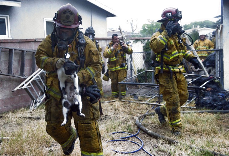 Garden Grove Fire Department Captain Albert Acosta, left,  struggles with a cat that was rescued.