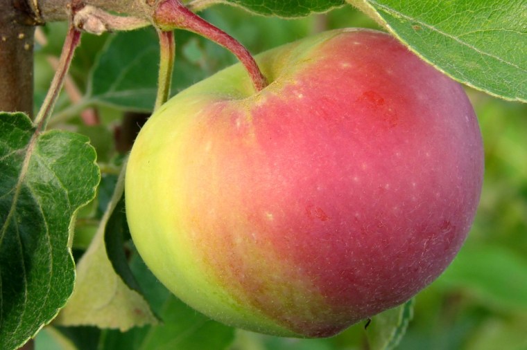 A compound found in apple peels may help fight obesity.