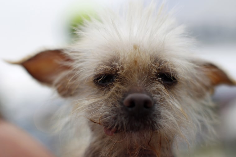 Josie, a three-year-old Chinese Crested, is seen during the contest.
