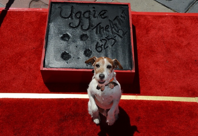 Uggie, the dog who starred in the Academy Award-winning film