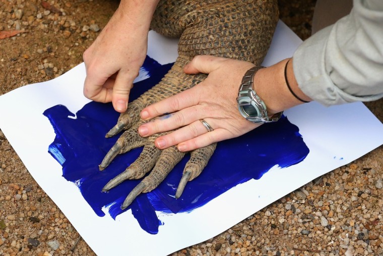 'Tuka' the komodo dragon leaves a paw print on a canvas at Taronga Zoo in Sydney, Australia on June 27, 2012.