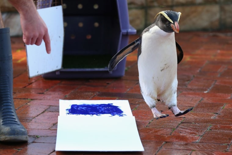 'Mr Munro', a Fiordland penguin, jumps to the side after leaving his prints on a canvas.