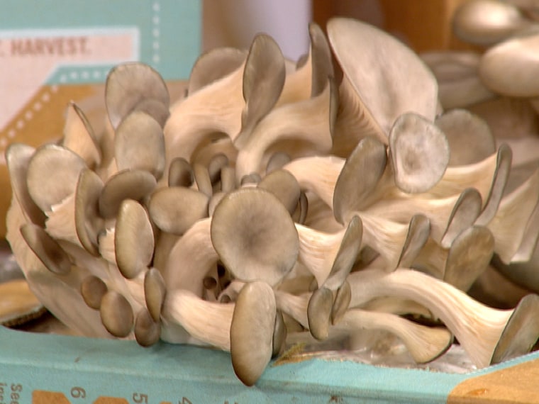 Grow your own mushrooms at home with this Back to the Roots kit.
