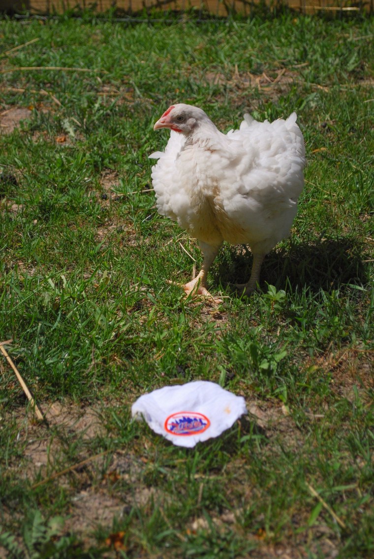 The Farm Sanctuary encourages Mets fans to visit Little Jerry Seinfeld at his new home in Watkins Glen. The chicken will forever be a fan of the Amazin's.