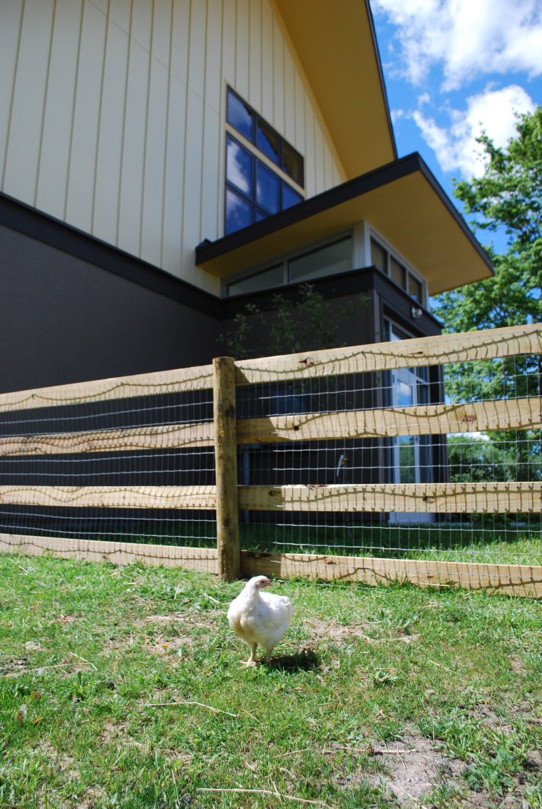 Famed Mets rally chicken 'Little Jerry Seinfeld' won't be the first  celebrity animal to grace the barnyard at Watkins Glen 