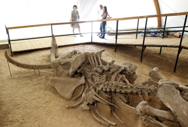 People look at the skeleton of a mammoth at an open-pit coal mine in Kostolac 62 miles southeast of Belgrade on June 27.