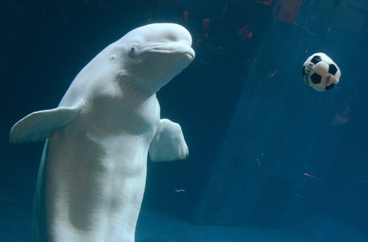 A beluga whale plays with a football at the Beijing Aquarium on May 30.