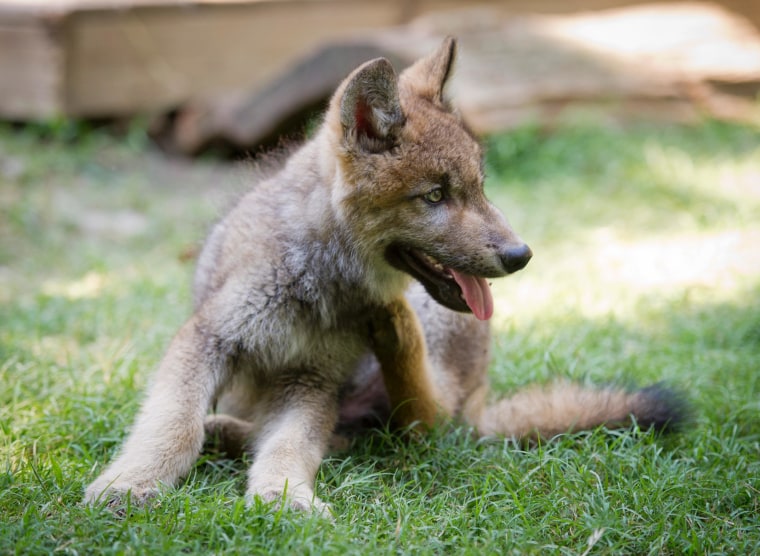 This rescued wolf pup will join Busch Gardens' animal ambassador team, helping spread the message about wolves' important role in the wild.