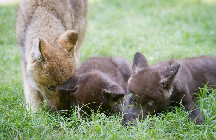 Boise plays with fellow pups in the pack.