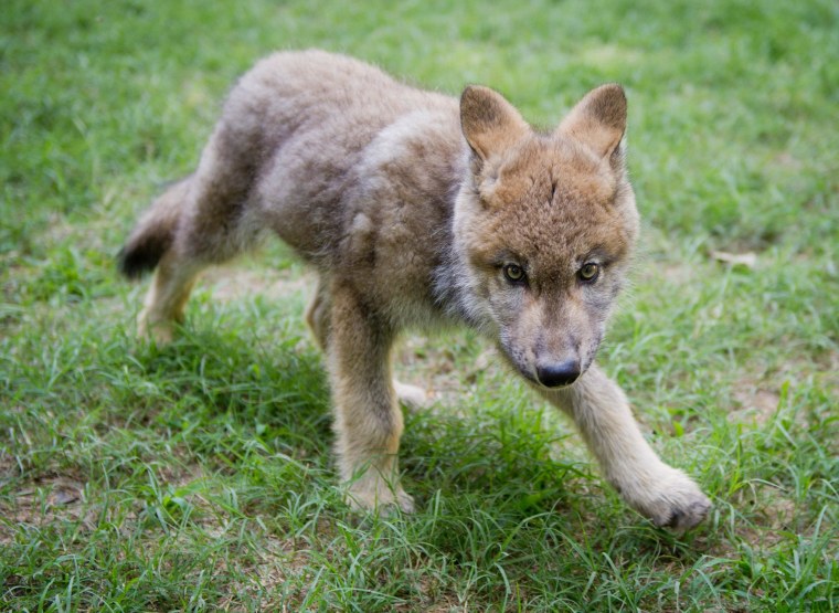 The pup named Boise took to the air to travel to his new home, hopping a flight from Idaho to Virginia this week.