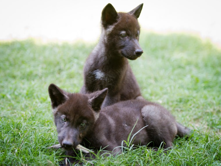 The two 6-week-old pups were recently acquired by Busch Gardens from a private breeder in Montana.