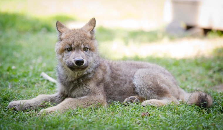 Boise and his pack mates will take part in daily stage productions and interactive training opportunities to help park guests experience the agility of these animals and learn about wildlife conservation efforts.