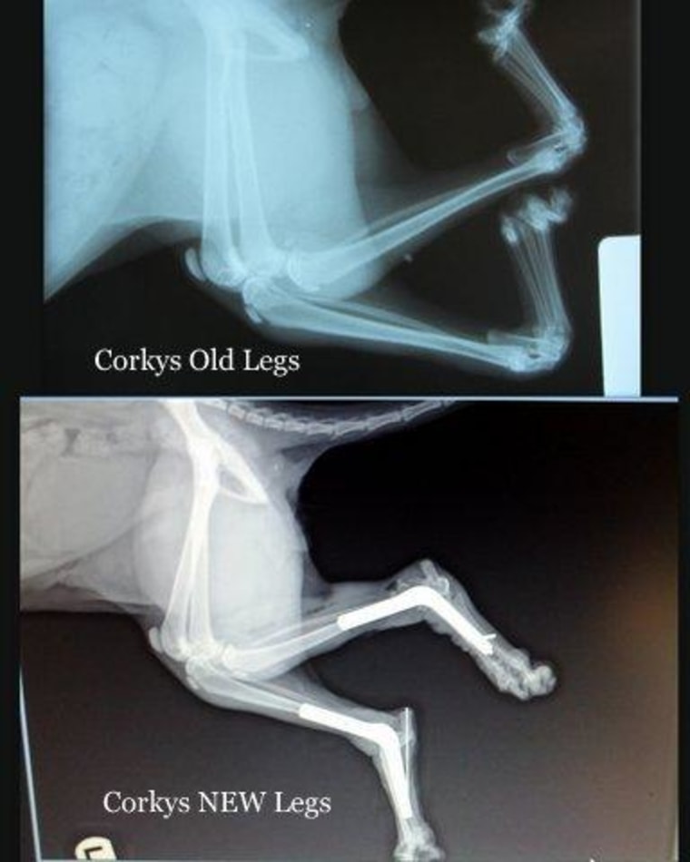 Before and after images of Corky's legs show how surgeons straightened and corrected his limbs.