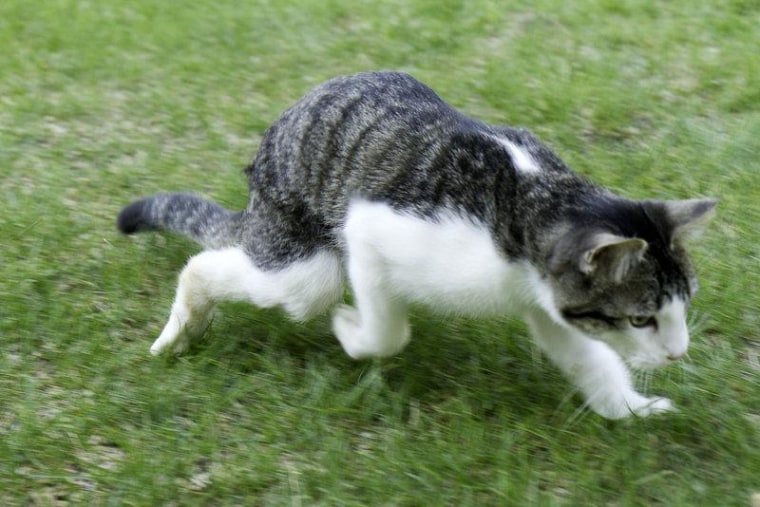 Only two months after Corky's surgery in April, he was able to walk more normally and keep up with his fellow pets at home.