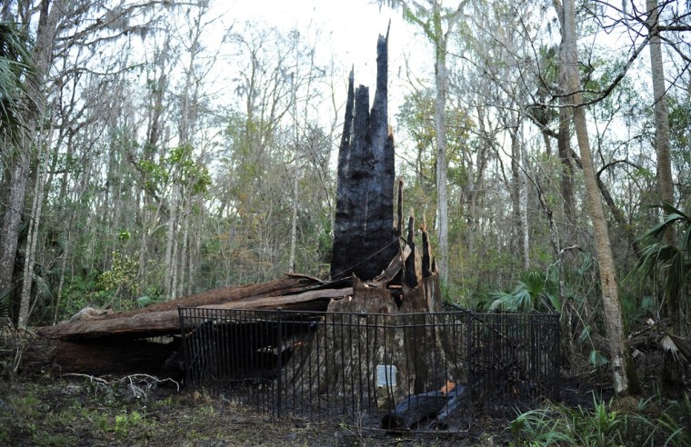 \"The Senator\", a 3,500-year-old Cypress tree, lies burnt and broken at Big Tree Park in Longwood, Florida January 16, 2012. The tree, considered to be one of the oldest Cypress trees, caught fire early in the morning and continued to burn from the inside out through the day. Investigators with the Florida Division of Forestry ruled out arson as the cause of the blaze that started inside the hollow base of the tree. They said the fire burned hottest at the top, leading them to suspect a lightning strike as a possible cause.  REUTERS/Octavian Cantilli (UNITED STATES - Tags: ENVIRONMENT DISASTER)