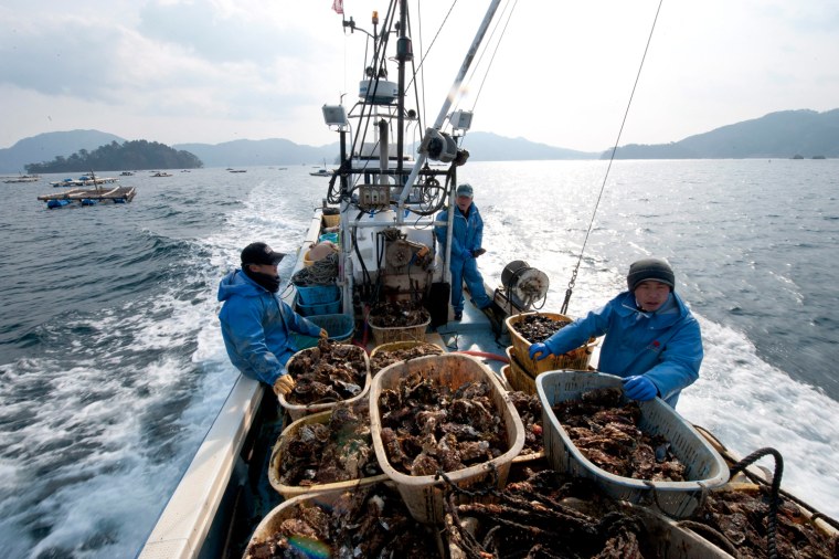 epa03129157 (16/20) Oyster farmers Masashi Shirano (C), chief of aqua farming at the Fishery Cooperative Association of Yamada town, and his son Takashi (R) speed to another farming raft as they harvest oyster with their colleague off tsunami-devastated fishing port town of Yamada, Iwate Prefecture, northern Japan, 15 February 2012. As a result of the tsunami on 11 March 2011, 770 of about 17,000 residents were either killed or recorded missing. Aqua farming which is the main industry in the town was devastated by the tsunami. Many aqua farmers lost their houses, fishing vessels, farming rafts and fishery workshops. The remaining oyster farmers decided to work together, pool resources and rebuild their business as a cooperative. EPA/KIMIMASA MAYAMA PLEASE SEE ADVISORY(epa03129141) FOR FULL FEATURE TEXT