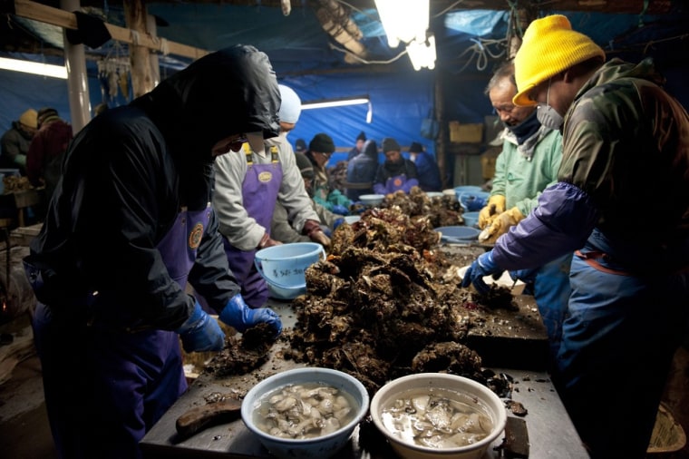 epa03129145 (04/20) Aqua farmers shell oyster harvested off tsunami-devastated fishing port town of Yamada, Iwate Prefecture, northern Japan, 15 February 2012. As a result of the tsunami on 11 March 2011, 770 of about 17,000 residents were either killed or recorded missing. Aqua farming which is the main industry in the town was devastated by the tsunami. Many aqua farmers lost their houses, fishing vessels, farming rafts and fishery workshops. The remaining oyster farmers decided to work together, pool resources and rebuild their business as a cooperative. EPA/KIMIMASA MAYAMA PLEASE SEE ADVISORY (epa03129141) FOR FULL FEATURE TEXT