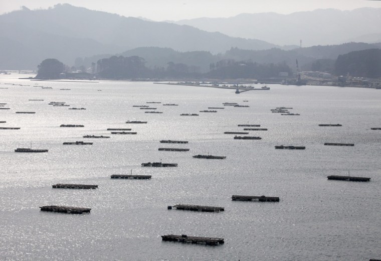 epa03129155 (14/20) Rafts for oyster farming on the Yamada Bay are seen off tsunami-devastated fishing port town of Yamada, Iwate Prefecture, northern Japan, 15 February 2012. As a result of the tsunami on 11 March 2011, 770 of about 17,000 residents were either killed or recorded missing. Aqua farming which is the main industry in the town was devastated by the tsunami. Many aqua farmers lost their houses, fishing vessels, farming rafts and fishery workshops. The remaining oyster farmers decided to work together, pool resources and rebuild their business as a cooperative. EPA/KIMIMASA MAYAMA PLEASE SEE ADVISORY (epa03129141) FOR FULL FEATURE TEXT
