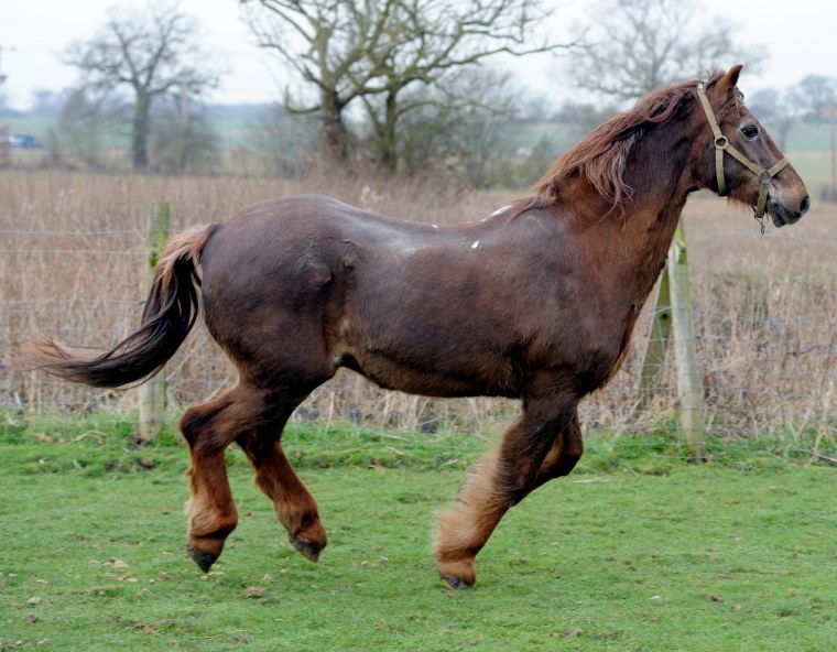 This weary thoroughbred has been hailed the world's oldest horse - whose leisurely life has allowed it to live to the age of 51. See MASONS story MNHORSE; Shayne, a liver chestnut Irish Draught cross, has spent a lifetime in a private stables and has only been ridden occasionally. As a result he is still happily trotting around his paddock and in better shape than many of his stable mates - despite being 20 to 30 years older than all of them. Bizarrely, the elderly nag lives in the same Essex town as the world's oldest dog - a 24-year-old terrier-whippet cross called Pip.