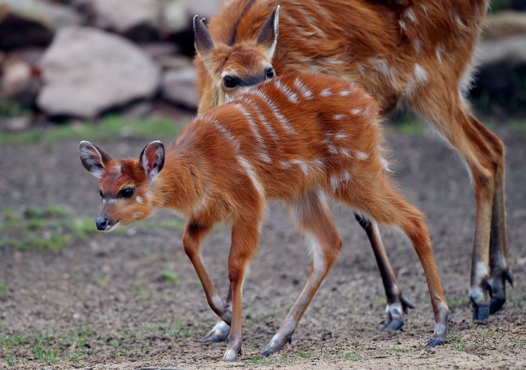 The young Situtunga antelope named