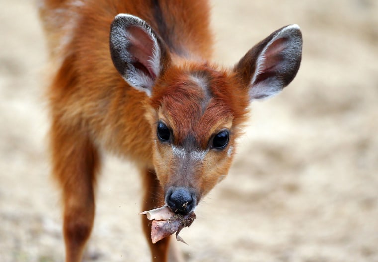 The young Situtunga antelope named