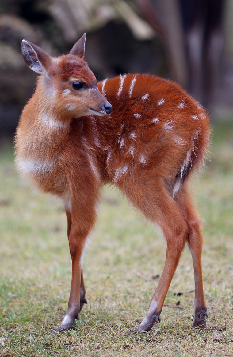 The young Situtunga antelope named