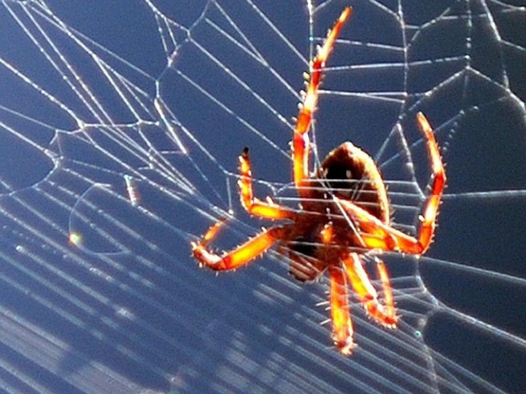 A spider is seen in its web in Los Angeles, California on October 11, 2010. TOPSHOTS/AFP PHOTO/GABRIEL BOUYS (Photo credit should read GABRIEL BOUYS/AFP/Getty Images)