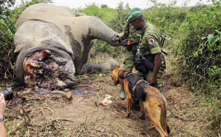 A picture released by the Virunga National Park on March 5, 2012 shows Rangers and their dog looking on February 28, 2012 at the large bloated carcass of an adult elephant laying in the bushes by a river in the Ishasha Valley. The Park said