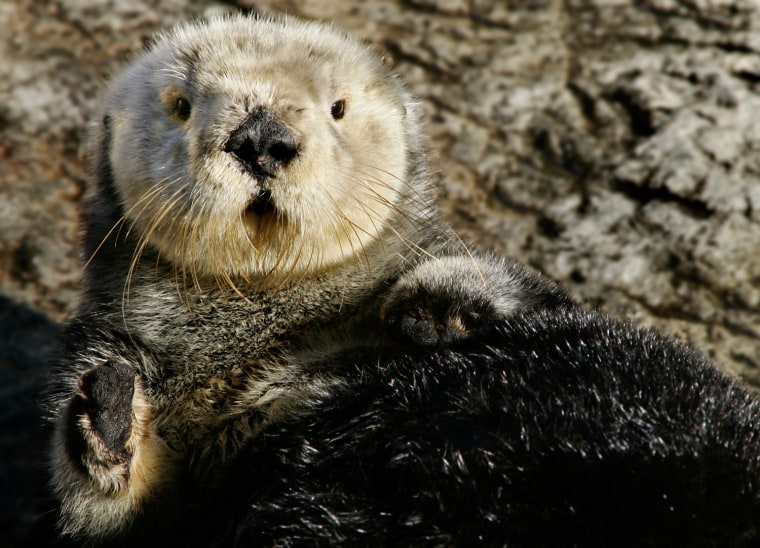 Toola, one of the charismatic sea otters at Monterey Bay Aquarium.