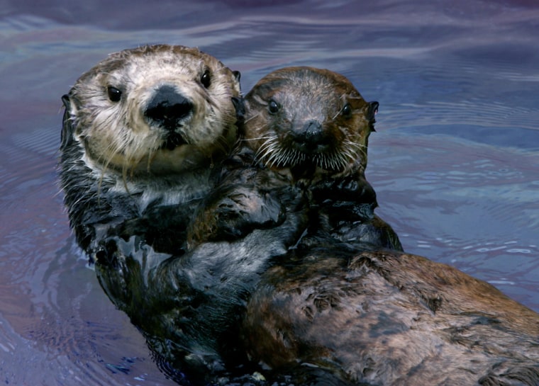 Toola acting as surrogate mom to orphaned sea otter pup.
