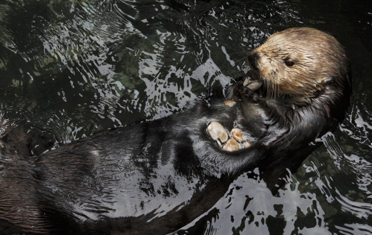 Toola, one of the charismatic sea otters at Monterey Bay Aquarium.