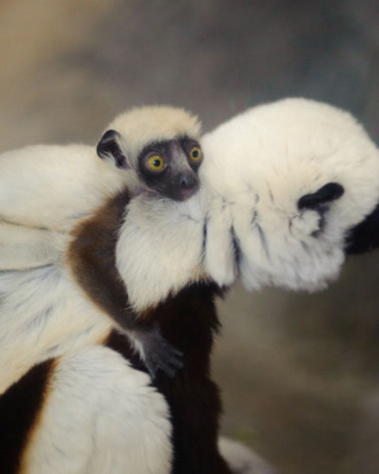 Home to the international headquarters of the Madagascar Fauna Group, the Saint Louis Zoo is committed to conserving lemurs and other species within their native habitat.
