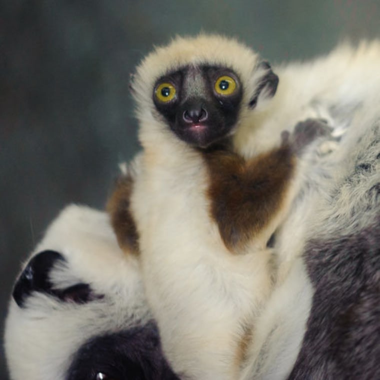 Hello, world! This baby lemur must have a better view now that she's riding on mom's back instead of clinging timidly to her stomach.