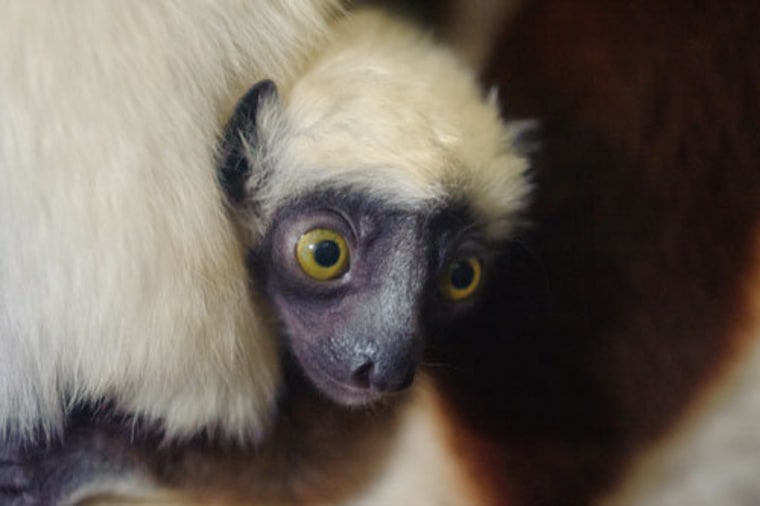 Lemurs are found only on Madagascar, which is the fourth largest island in the world.