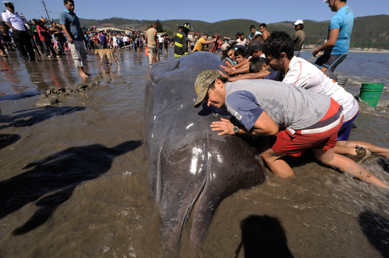 People push a bottlenose whale in an attempt to save it at Colcura beach near Concepcion city, some 500 km (311 miles) south of Santiago March 7, 2012. People began on Wednesday an operation to save the beached whale which was dragged to the sea with a fishing boat, according to local media. REUTERS/Jose Luis Saavedra (CHILE- Tags: SOCIETY ENVIRONMENT ANIMALS)