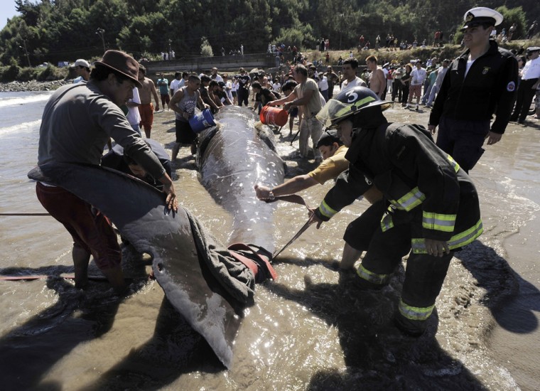 People and rescue team members gather to attempt to save a bottlenose whale at Colcura beach near Concepcion city, some 500 km (311 miles) south of Santiago March 7, 2012. People began on Wednesday an operation to save the beached whale which was dragged to the sea with a fishing boat, according to local media. REUTERS/Jose Luis Saavedra (CHILE- Tags: SOCIETY ENVIRONMENT ANIMALS)
