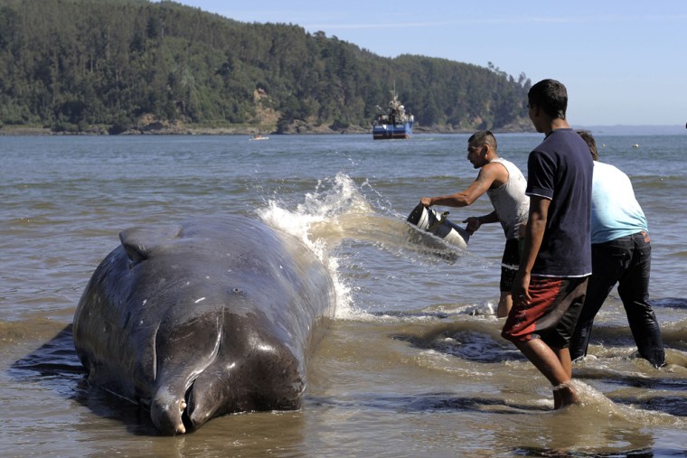 A man splashes water on a bottlenose whale as they attempt to save it at Colcura beach near Concepcion city, some 500 km (311 miles) south of Santiago March 7, 2012. People began on Wednesday an operation to save the beached bottlenose whale which was dragged to the sea with a fishing boat, according to local media. REUTERS/Jose Luis Saavedra (CHILE - Tags: SOCIETY ENVIRONMENT ANIMALS)