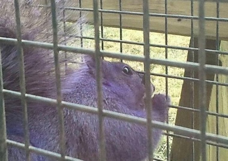 Pictures of the squirrel suggest that its fur isn't purple all the way through.