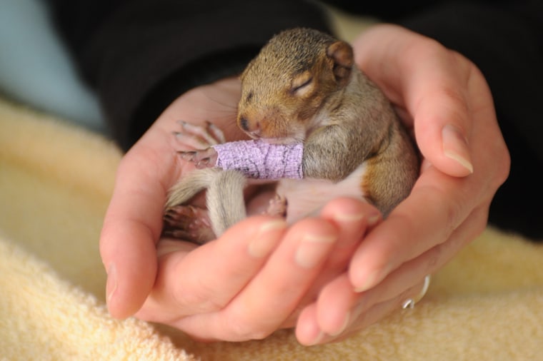 UK: This cute little fighter suffered bruising to her leg and was separated from her mother when she fell from a tree - and she is not even three weeks old. The grey squirrel, called Violet, endured the ordeal when the branch her dray was laying on was cut down. Fortunately, the couple cutting down the tree spotted Violet and immediately phoned the Wildlife Aid Foundation for advice on what to do. The foundation, based in Leatherhead, Surrey, took her in and have been feeding her a special milk formula, similar to that her mother would have provided. SEE OUR COPY FOR DETAILS. Pictured: The baby squirrel with a bandage on it's leg at Wildlife Aid, Leatherhead, Surrey. Pic: Tim Goode/Solentnews.biz © Solent News & Photo Agency