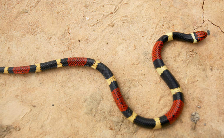 IQUITOS, PERU - JUNE 08: Peru's most infamous snake, the Coral Snake, credited with more fatalities than any other in Peru, seen on the street on June 8, 2007 in Iquitos, Peru. (Photo by Brent Stirton/Getty Images)