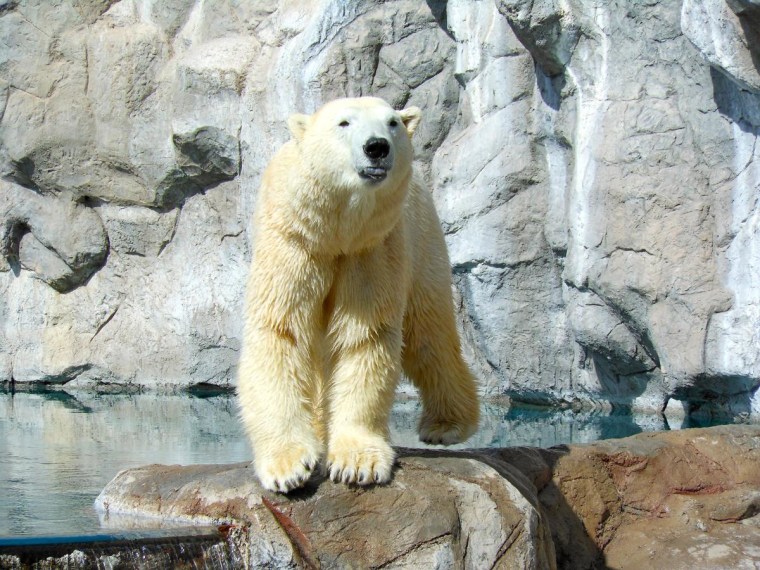 Polar bear exhibit at the Albuquerque zoo.