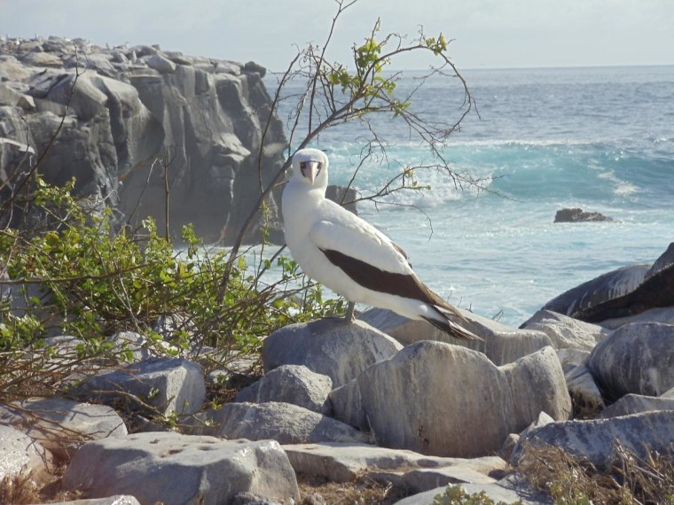 Nazca Boobie, The Galapagos Islands